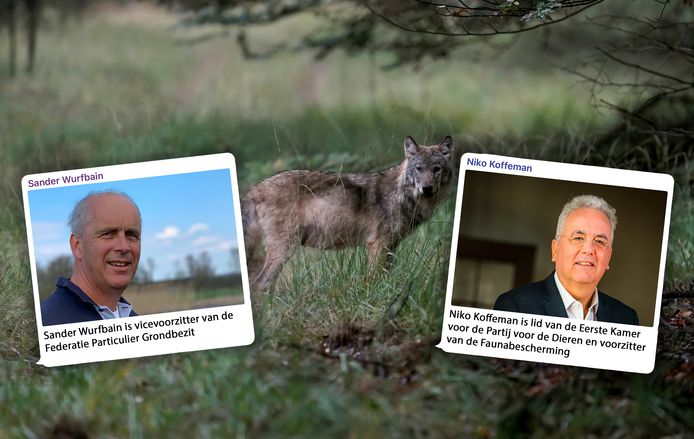 De wolf bejagen? 'We horen het hem juist naar zin te maken' | Opinie | destentor.nl