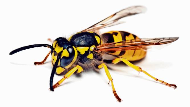 Dit is waarom we zoveel last hebben van wespen (en het ergste moet nog komen)