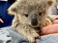 Voici comment venir en aide aux animaux rescapés en Australie