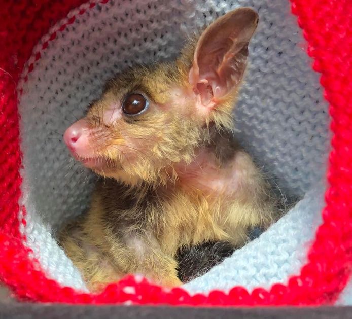 Animal Rescue Craft Guild deelt vertederende foto's van de diertjes op sociale media.