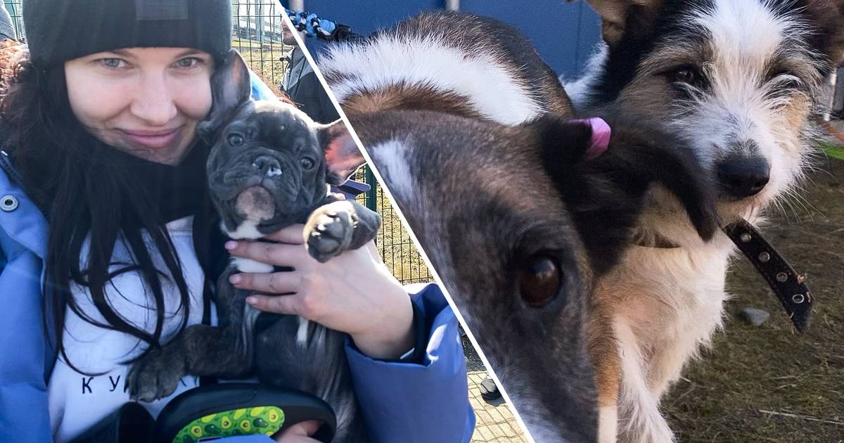 Un piccolo villaggio costruito sul confine polacco-ucraino, un’organizzazione olandese impegnata negli animali |  Guerra in Ucraina