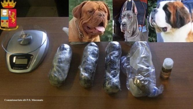Barbaarse Drugsbendes Sneden 50 Grote Honden Open Bij Cocainesmokkel Buitenland Hln Be