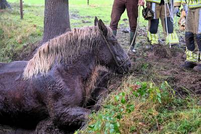 Brandweer op pad om paard Wietske uit sloot in Heukelom te redden
