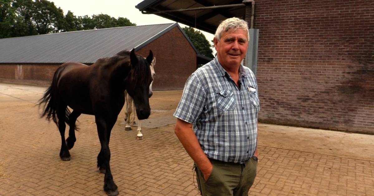 Kijktip | Het grootste paardenrusthuis van Nederland: 'We hebben hier 450 paarden staan’