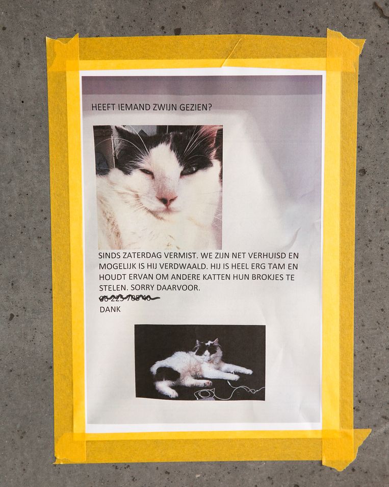 Zes Baasjes Over De Zoektocht Naar Hun Vermiste Dier De Waarzegster Zei Dat Ruda Bij Een Grasveldje Zat De Volkskrant