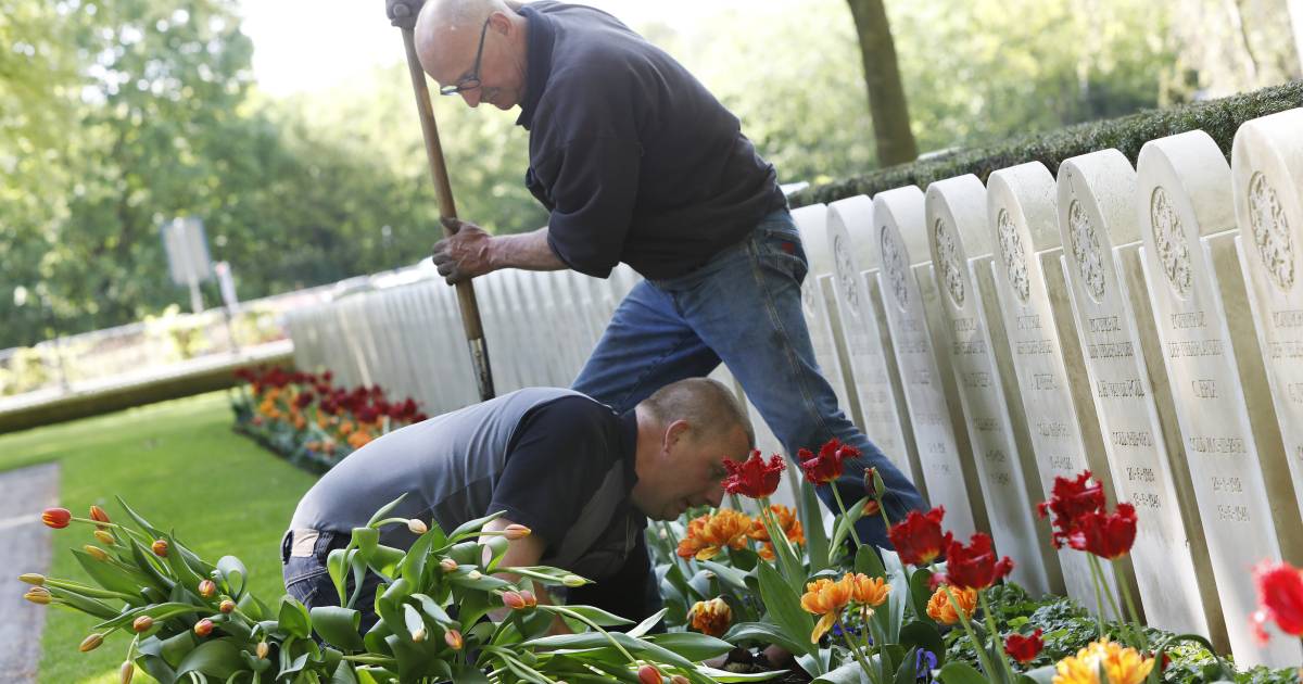 Nieuwe tulpen voor 'onze jongens' op Militair Ereveld De Grebbenberg