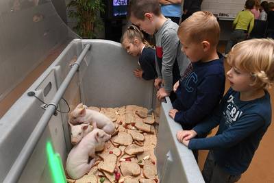 Bij boer Gerbert in Beers is het iedere dag dierendag, dus krijgen zijn biggen deze herkenbare taart