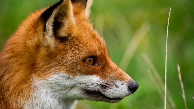 Dode vos met vogelgriep op landgoed Den Treek: ‘Houd hond aan de lijn’