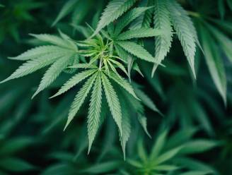 Nieuw-Zeeland legt volgend jaar legalisering van cannabis op tafel