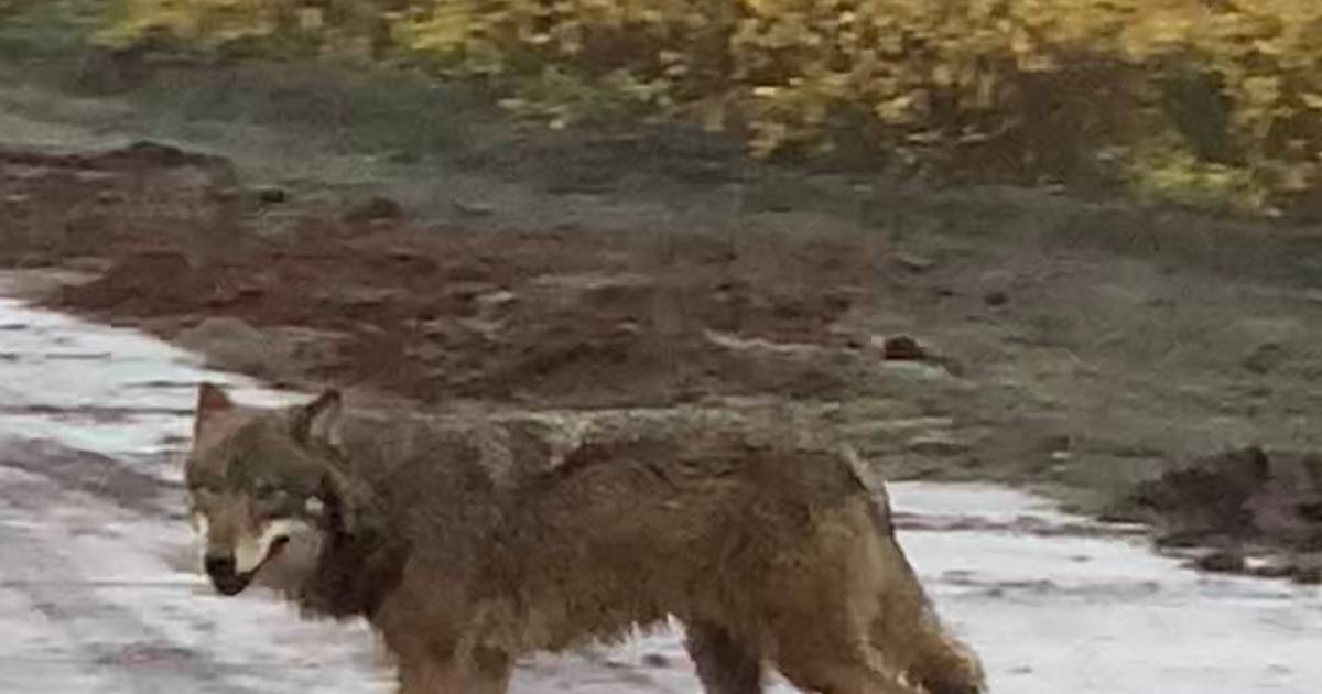 Mitch Staat Ineens Oog In Oog Met Een Wolf In Steenbergen ‘een Hele