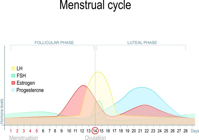Hormonale niveaus gedurende een volledige menstruatiecyclus.