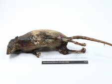 ‘Geschokte’ rat is nieuwste trofee in collectie Natuurhistorisch Museum