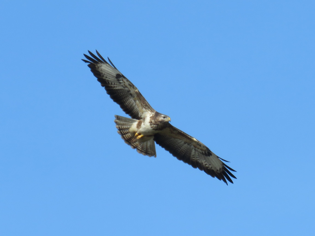Buizerd. Beeld Koos Dijksterhuis