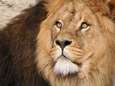 Le tueur du lion Cecil est un dentiste américain