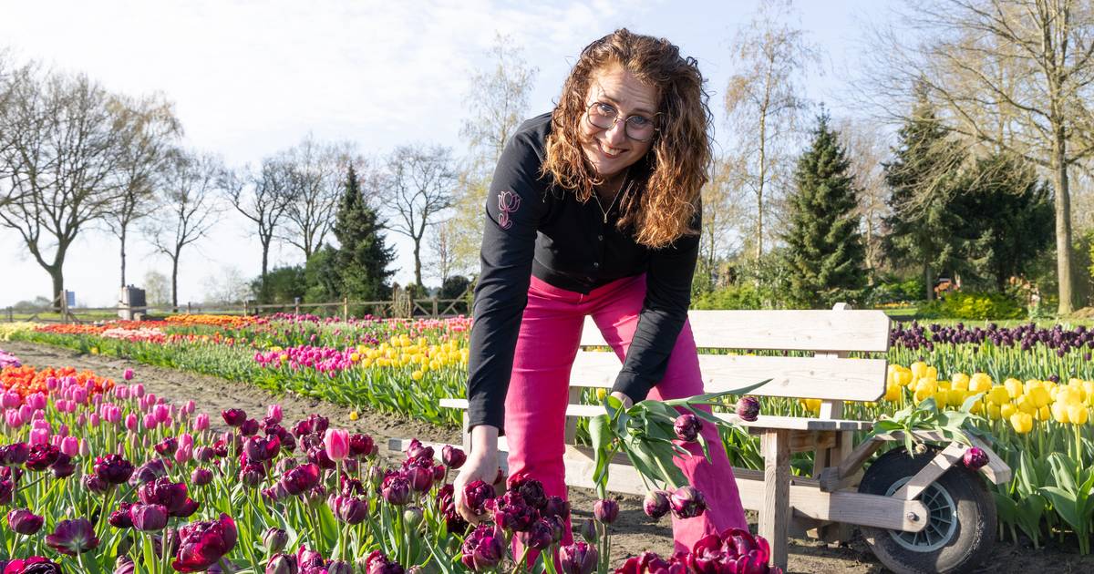 Tulpenkwekers uit Noordoostpolder maken kleurrijke oase van beeldentuin in Witharen: ‘Een grote stap