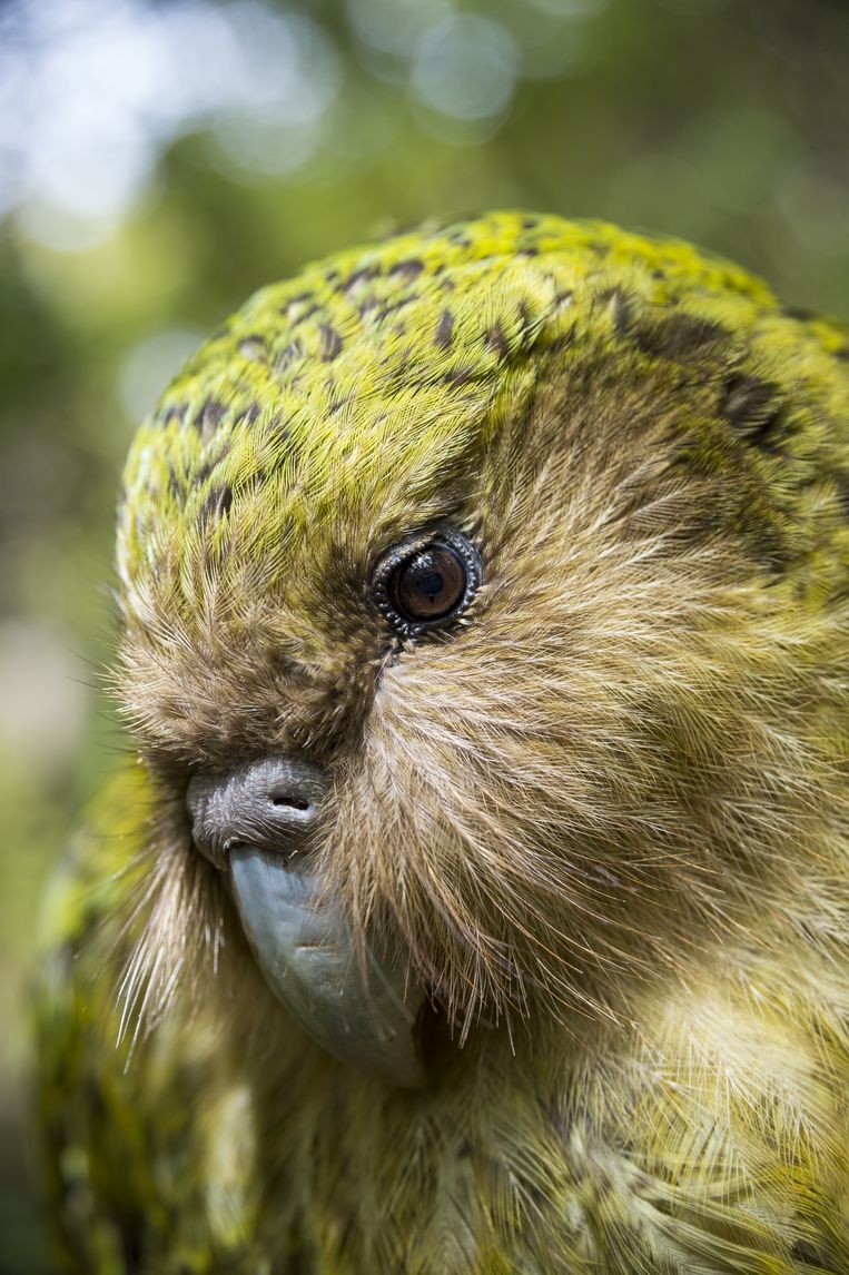 The native kakapo.  ANP Image / Nature Image Library