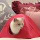 Zelf maken: een tent voor je kat