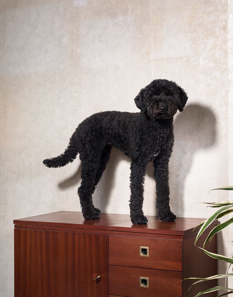 Saar is een Labradoodle. 3,5 jaar Beeld Jouk Oosterhof