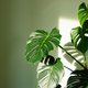 Een jungle in je huis: 8x makkelijk te verzorgen grote kamerplanten