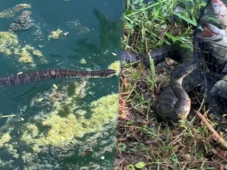 Zwemmende slang probeert visvangst te stelen