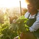 Wildplukken in eigen tuin: deze eetbare planten kun je allemaal vinden