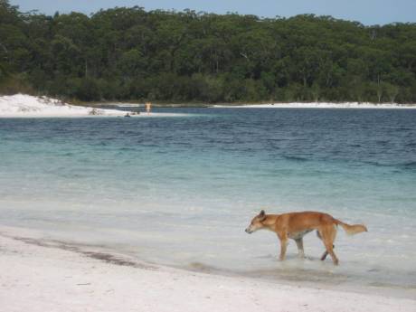 Fraser Island wordt K’gari: Australië corrigeert ‘historische fout’
