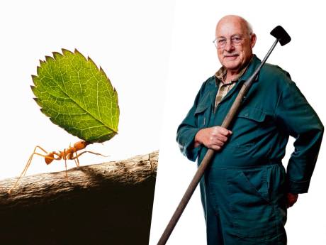 Mieren bestrijden? Poets het geurspoor van de mier weg