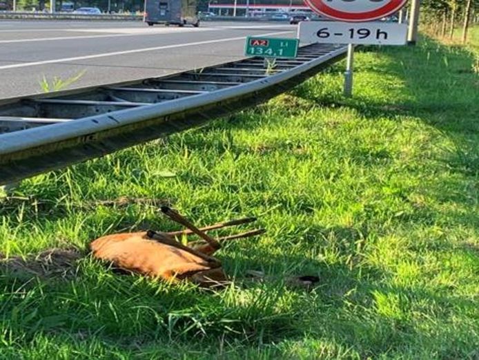 Een dood gereden ree langs de A2 bij Liempde