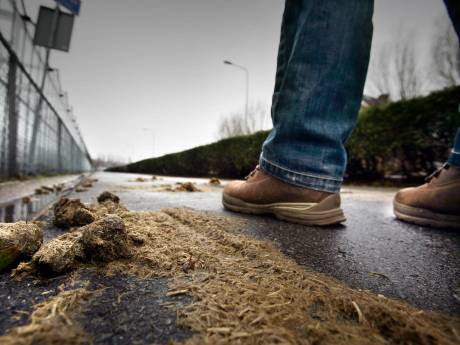 Wéér een paardenhoop voor de deur: waarom moet baasje wel hondendrol opruimen, maar ruiter niet?