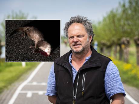 Anton en zijn dochter vonden doodgereden otter op beruchte weg: ‘Bloed liep uit zijn bek’