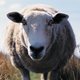 Jongeman dumpt dood schaap