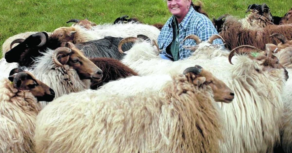 Schapen scheren bij Slangenbeek Outdoor