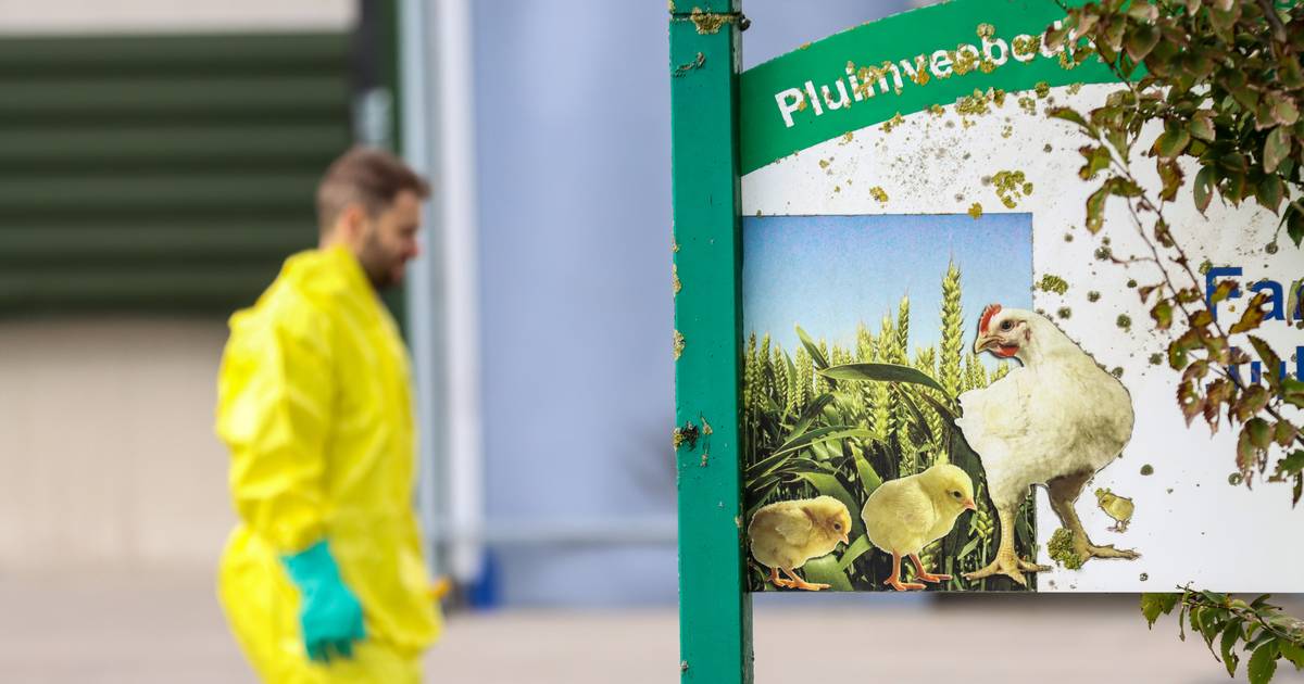 Vogelgriep bij mensen? Dat kán een groot probleem worden, zegt expert