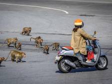 Envahie par des hordes de macaques, une ville thaïlandaise se dote d’une unité de police spécifique