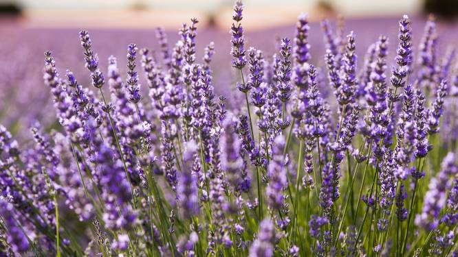 ‘Lavendel is een plant die vaak teleurstelt’