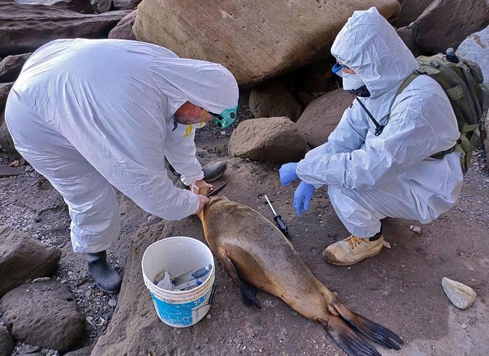 Werknemers van de Nationale Dienst voor Gezondheid en Voedselkwaliteit nemen een monster van een dode zeeleeuw. (29/08/23)