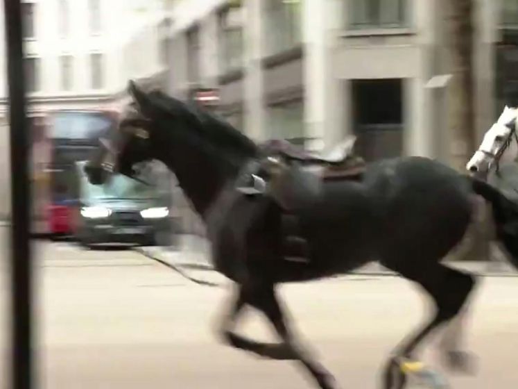 Op hol geslagen koninklijke paarden rennen door Londen
