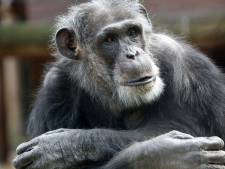 Ontsnapte chimpansee Mike viel oma en kleindochter aan: ‘Dit had heel slecht kunnen aflopen’
