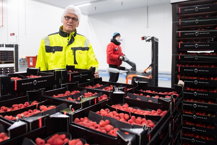 Made -Pix4Profs/René Schotanus. Distribiteur BerryWorld in Made. Wil Beekers in een van de productiehallen.