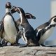 Pinguïns hebben geen idee hoe echte vis smaakt