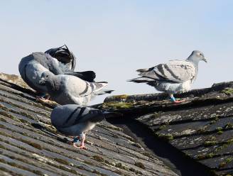 Leuvense duiven massaal aan ‘de pil’, en het werkt: “Populatie met meer dan de helft gekrompen”