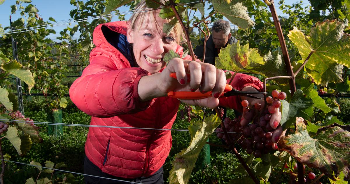 Toeristisch Holten is steeds meer wijndorp: ‘Een kwestie van geduld en liefde’