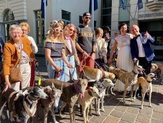 Geen witte duiven, maar wel 30 windhonden voor bruidspaar: “Wat een fantastische verrassing”