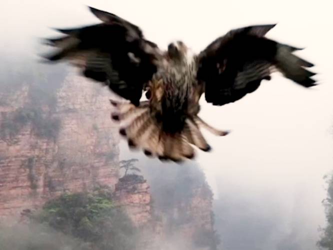 Machtige beelden van valk die drone uit lucht plukt