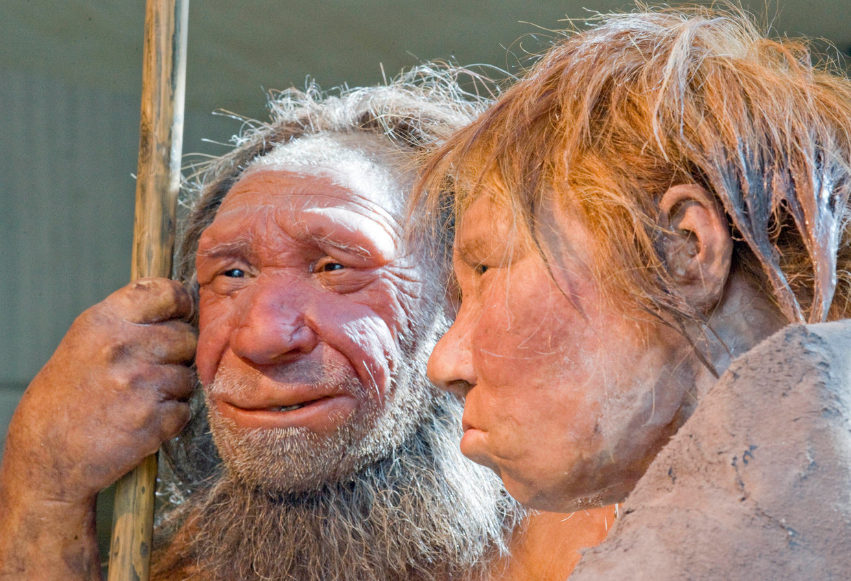 Reconstructies van twee neanderthalers, door de Nederlanders Adrie en Alfons Kennis, in het Neanderthaler Museum in Duitsland. Beeld AP