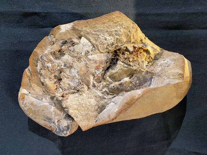 Fossiel van de Gogonasus die 380 miljoen jaar in de Gogo-Formatie in West-Australië rondzwom.