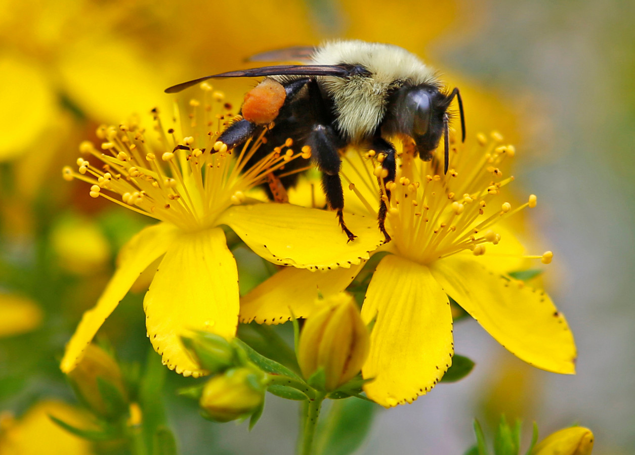 forse-afname-aantal-insecten-in-natuurgebieden-duitsland-foto-ad-nl