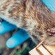 Humo op stap met rattenvangers: 'Waar je ook bent, je bent nooit meer dan 10 meter van een rat verwijderd'