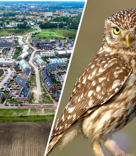Dwarsboomt steenuil bouw van 800 woningen in Deventer? ‘Ze vliegen boven ons dak’