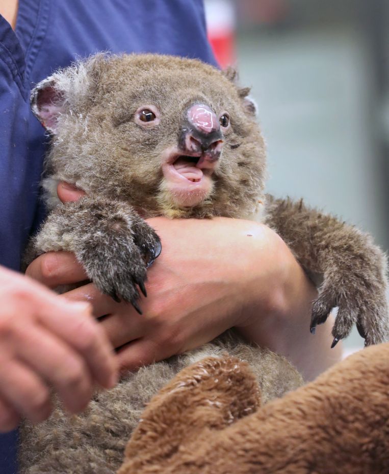 Koala Jeremy raakte gewond door de bosbranden en werd in Healesville Sanctuary behandeld. Beeld EPA